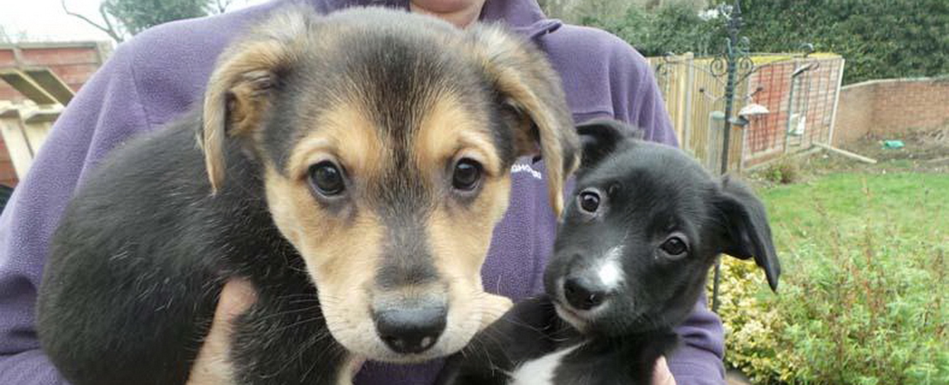 Foster puppies
